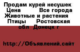 Продам курей несушек › Цена ­ 350 - Все города Животные и растения » Птицы   . Ростовская обл.,Донецк г.